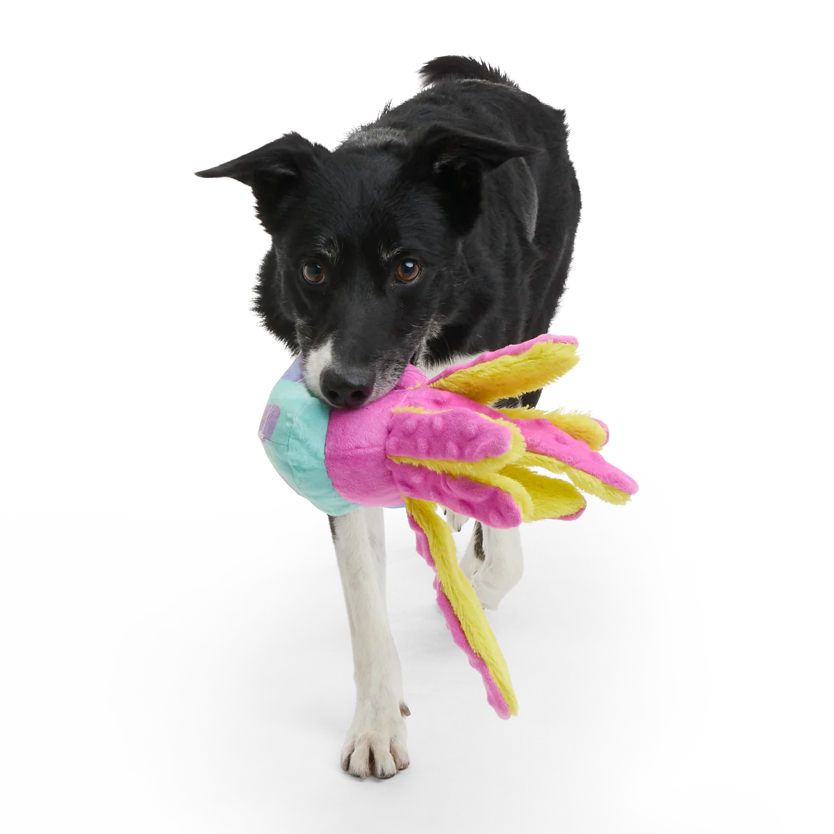 Jellysquish - Image 3