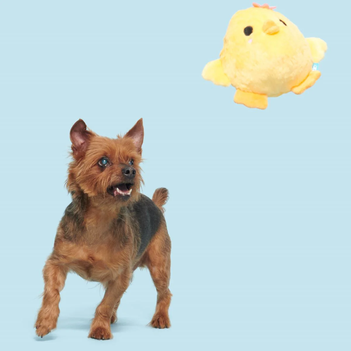 Lil' Hennifer Plush Fetch Dog Toy - Image 3