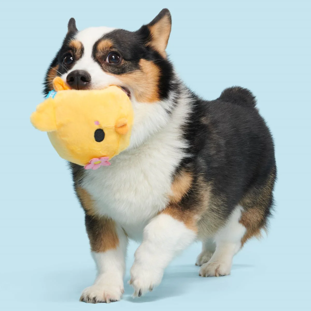 Lil' Hennifer Plush Fetch Dog Toy - Image 4