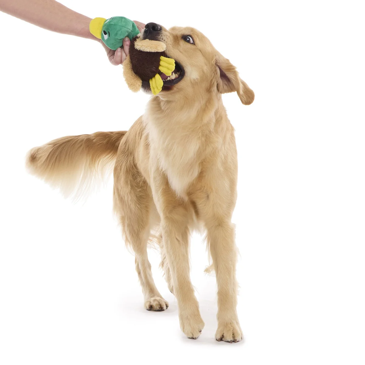 Mal R. Duck Plush Tug Dog Toy - Image 4