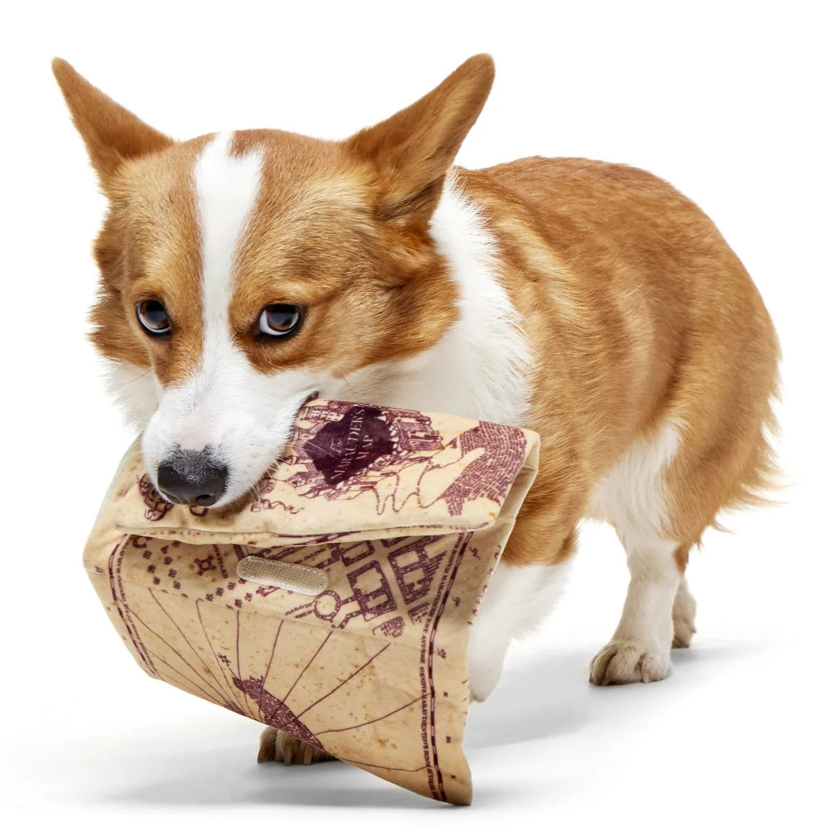Marauder’s Map™ Plush Tug Dog Toy - Image 4