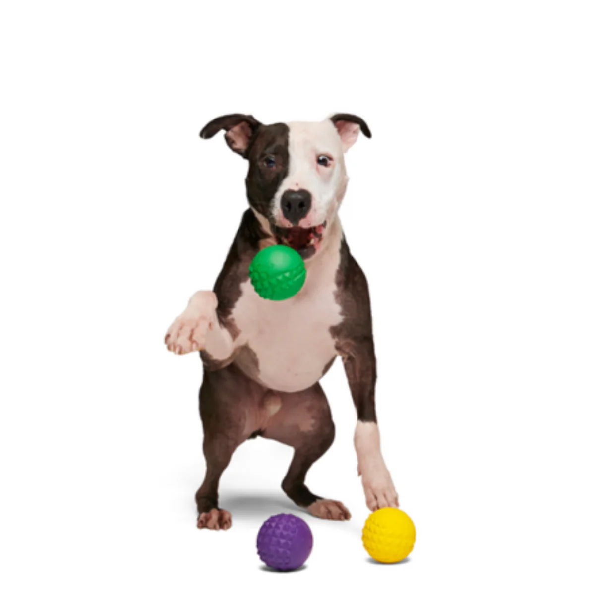 Mardi Growl Beads Durable Super Chewer Dog Toy - Image 2