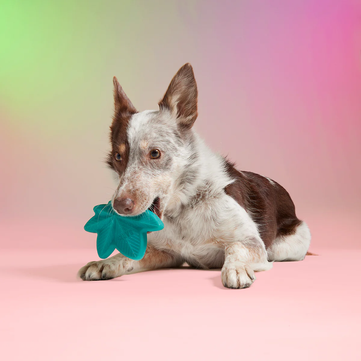 Mighty Juana Super Chewer Durable Gnaw Dog Toy - Image 3