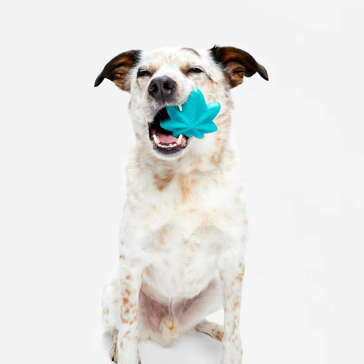 Mighty Juana Super Chewer Durable Gnaw Dog Toy - Image 5