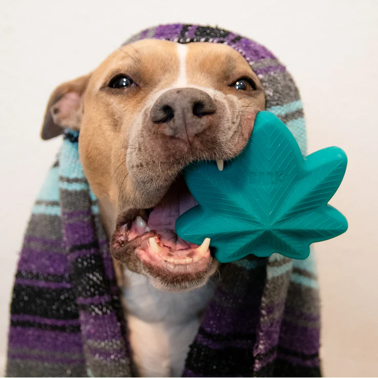 Mighty Juana Super Chewer Durable Gnaw Dog Toy - Image 6