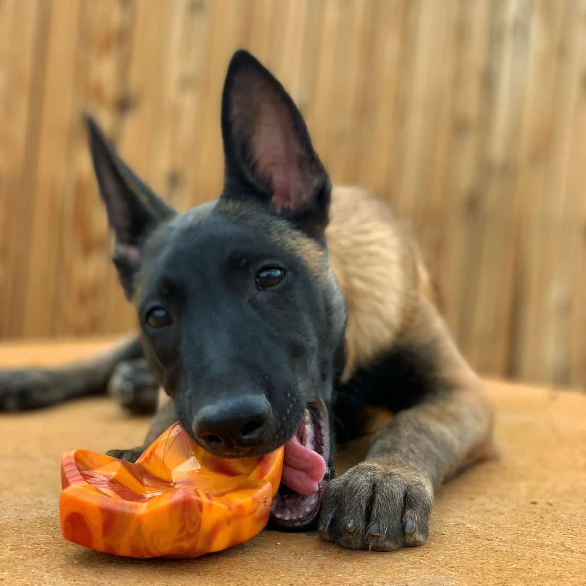 Mighty Maple Leaf Durable Super Chewer Gnaw Dog Toy - Image 2
