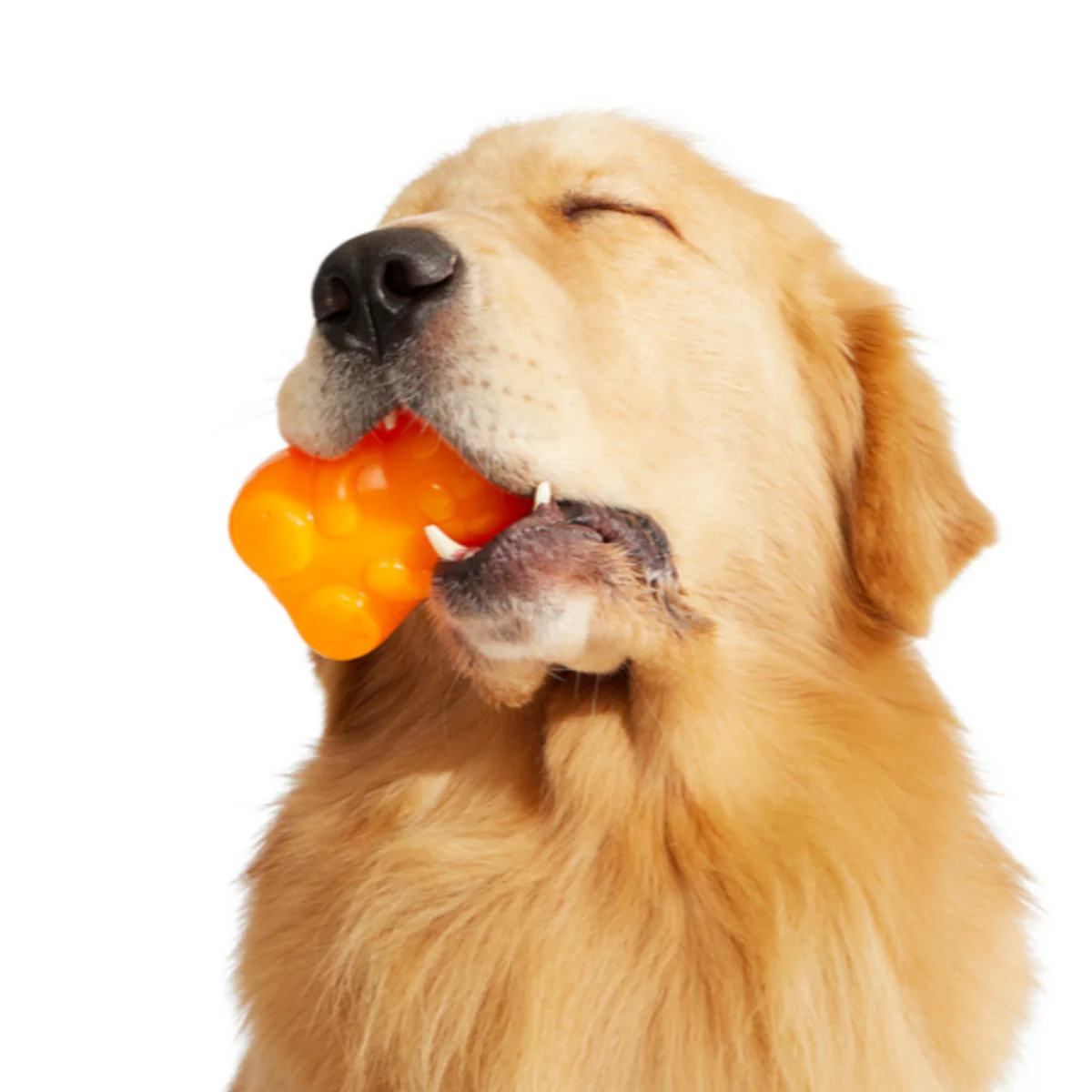 Munchie the Bear Super Chewer Durable Multi-Part + Enrichment Dog Toy - Image 5