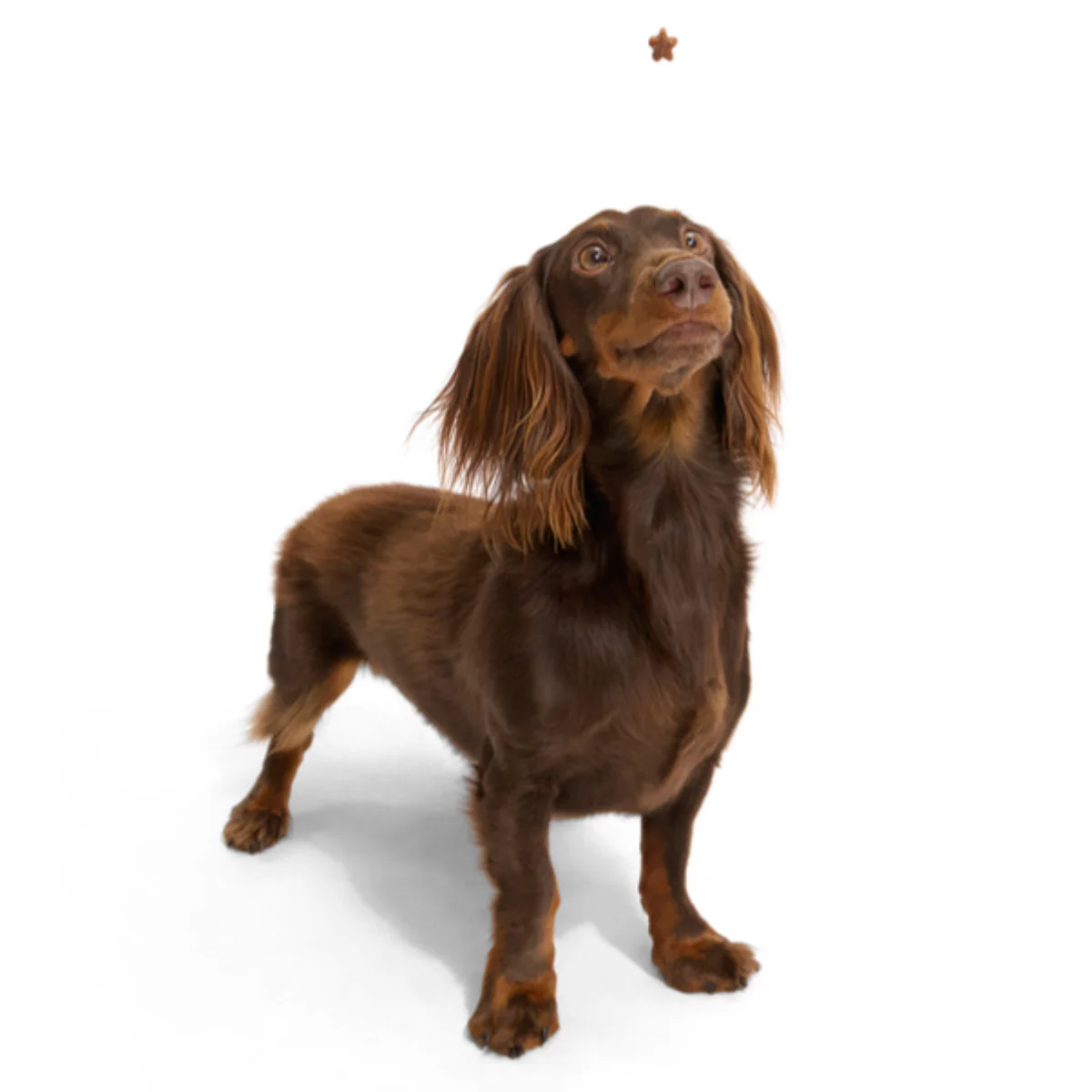 Nutty Lil' Starz Peanut Soft & Chewy Training Dog Treats, 6 oz - Image 2