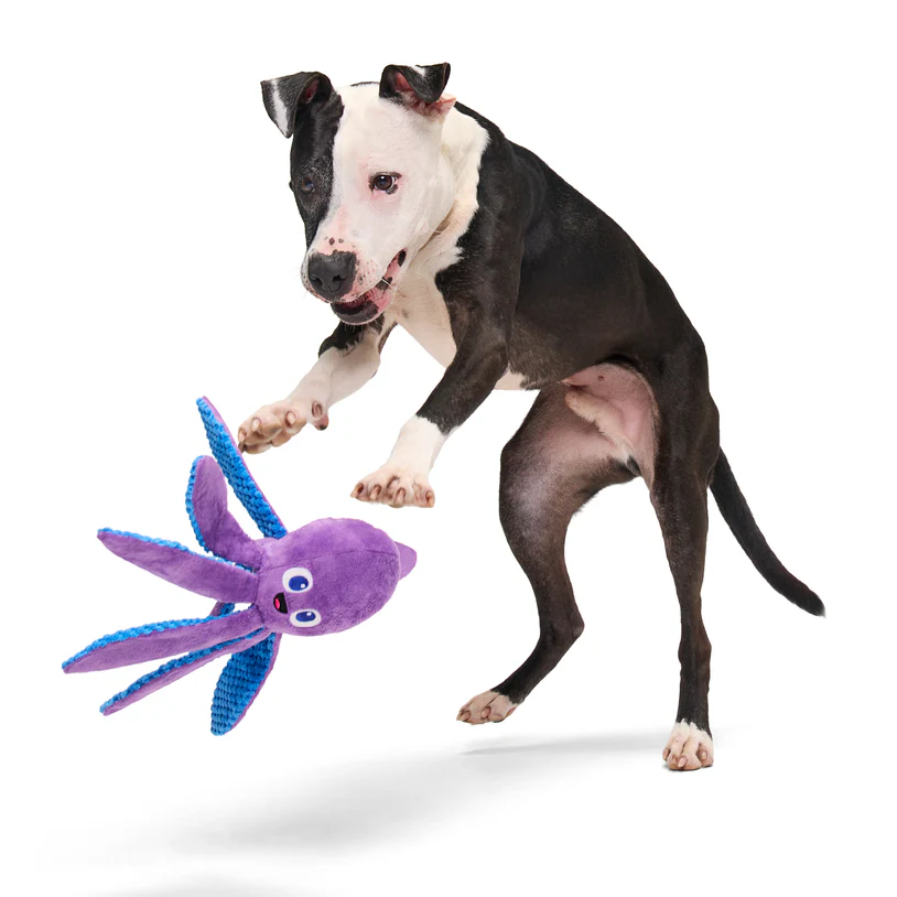 Odd Ollie the Octopus - Image 2
