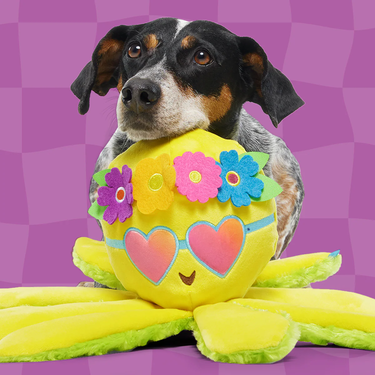 Ollie the Octopus Club, Plush Tug Monthly Dog Toys - Image 4