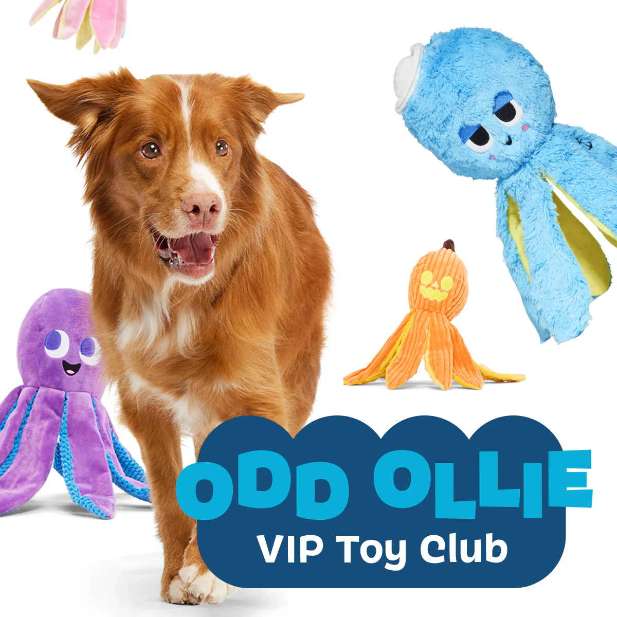 Ollie the Octopus Club, Plush Tug Monthly Dog Toys - Image 6