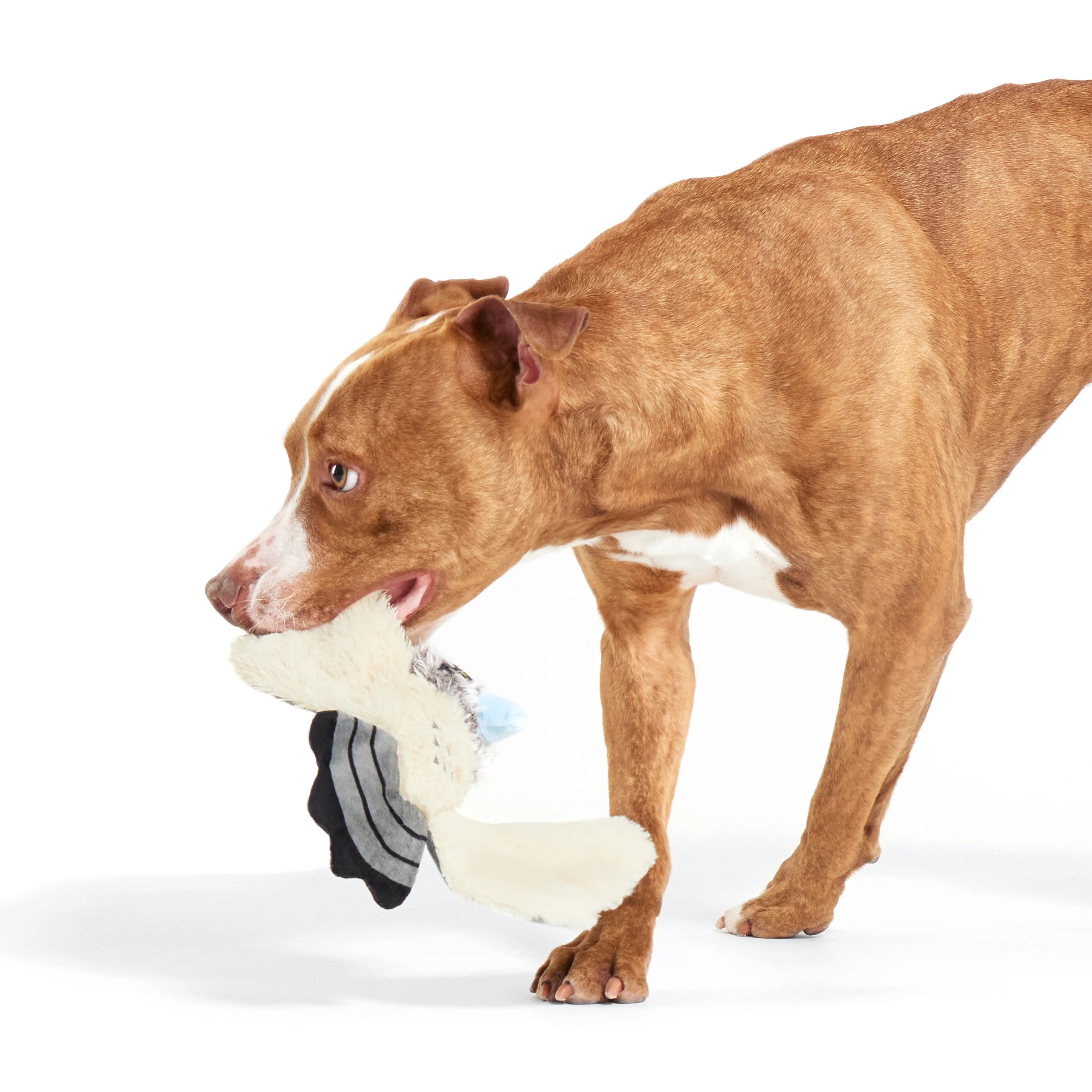 Perry the Peregrine Falcon Plush Tug Dog Toy - Image 3