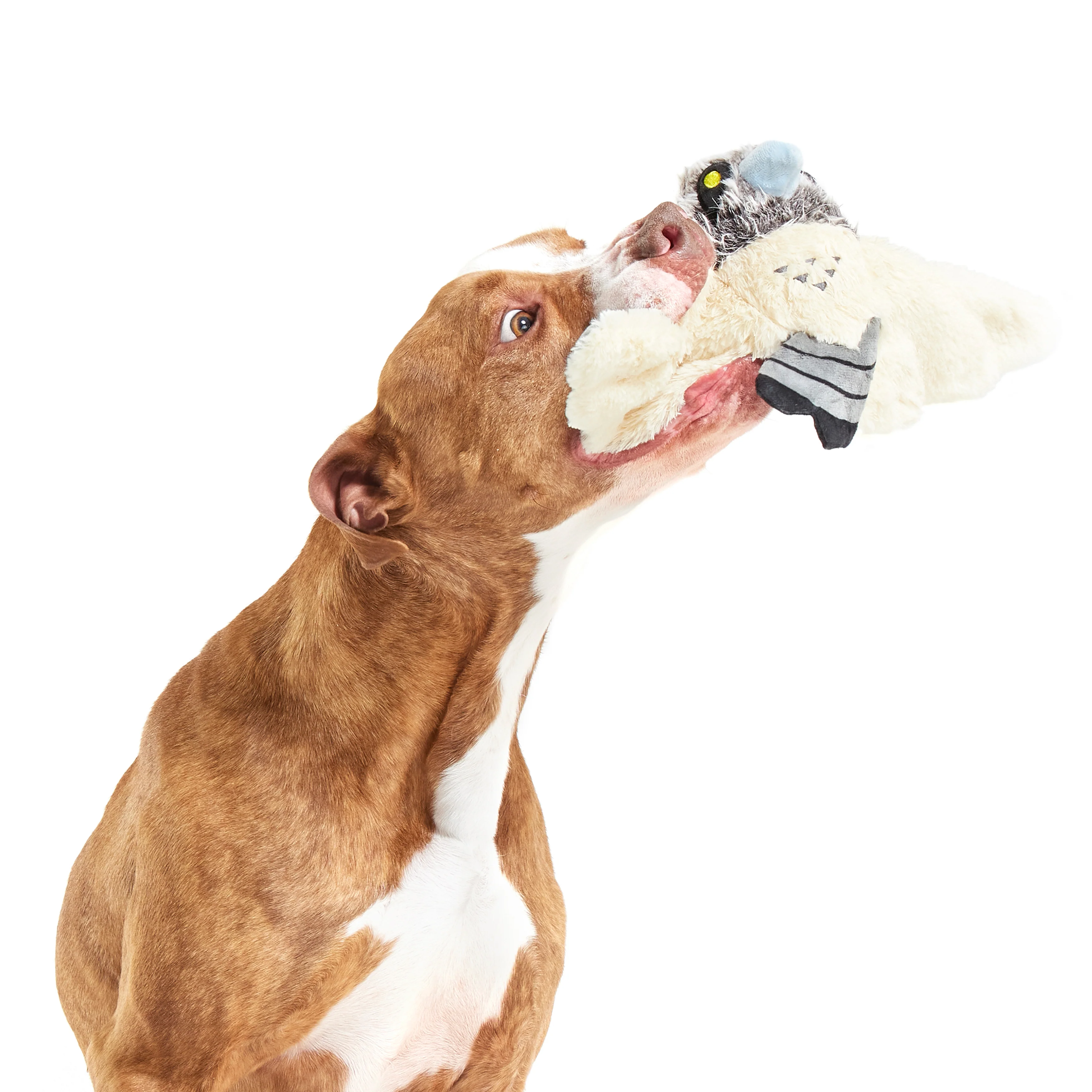 Perry the Peregrine Falcon Plush Tug Dog Toy - Image 4