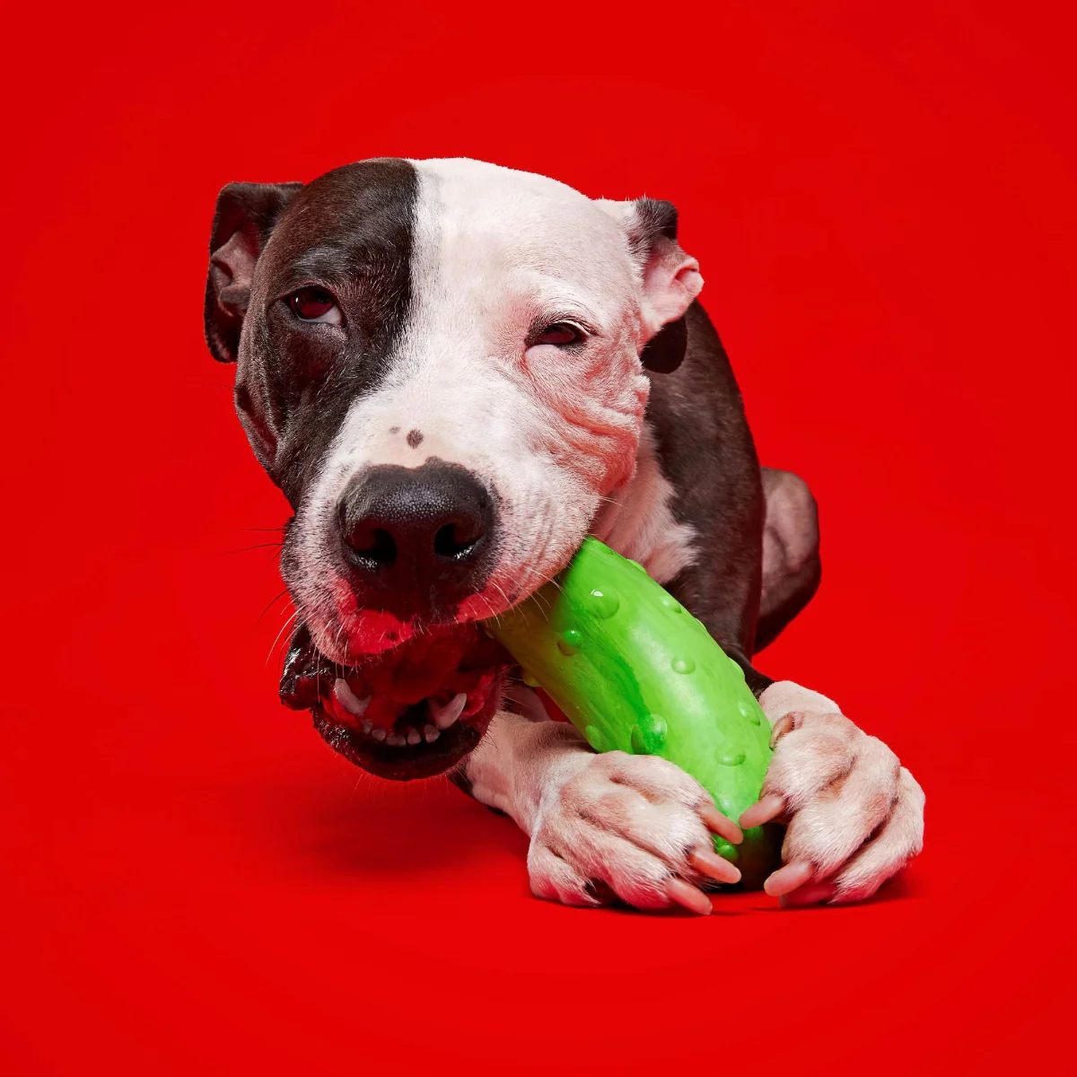 Pickle Stickle Super Chewer Durable Gnaw Dog Toy - Image 3