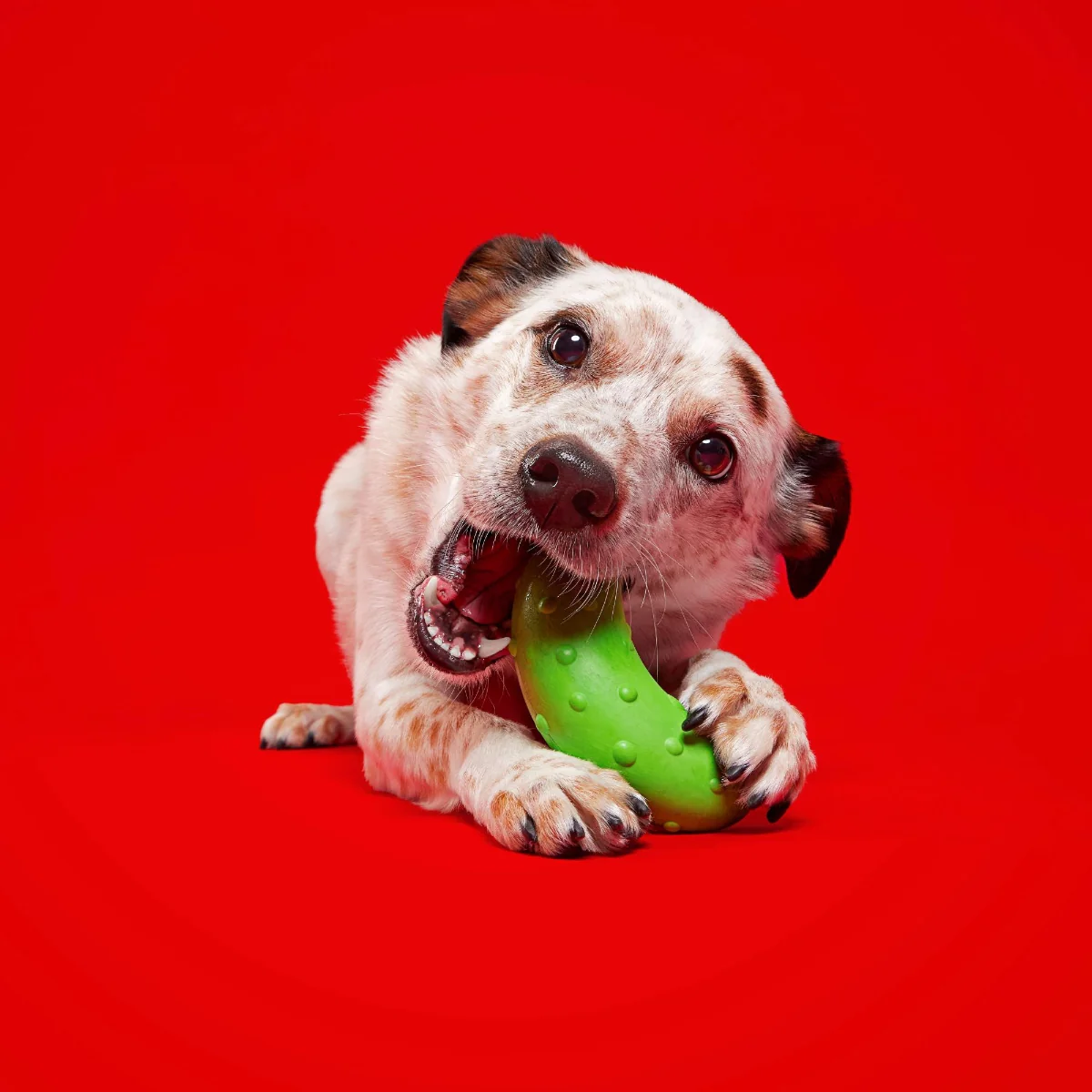 Pickle Stickle Super Chewer Durable Gnaw Dog Toy - Image 4