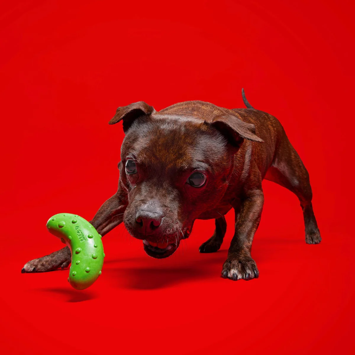 Pickle Stickle Super Chewer Durable Gnaw Dog Toy - Image 5