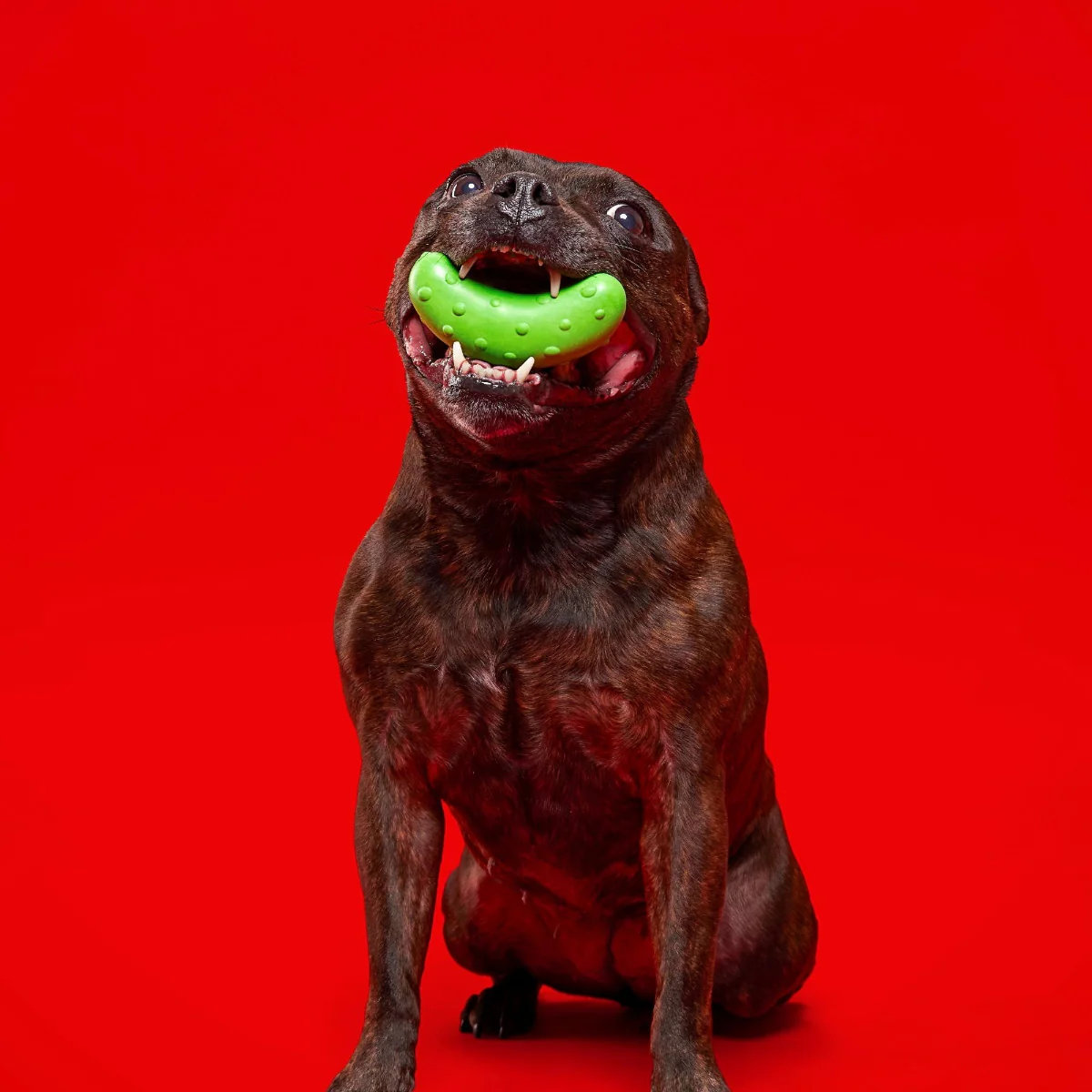 Pickle Stickle Super Chewer Durable Gnaw Dog Toy - Image 6