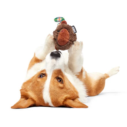 Plaidamoose Super Chewer Durable 2-in-1 Dog Toy - Image 4