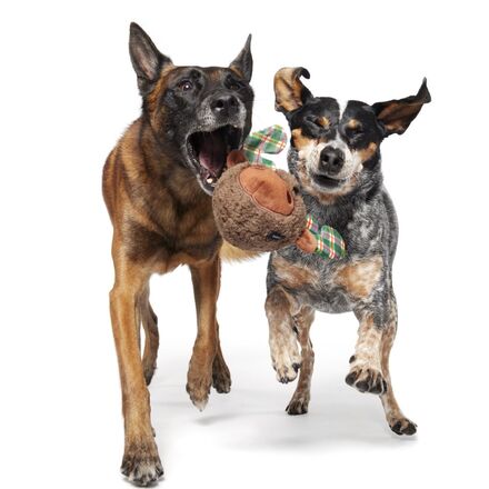 Plaidamoose Super Chewer Durable 2-in-1 Dog Toy - Image 6