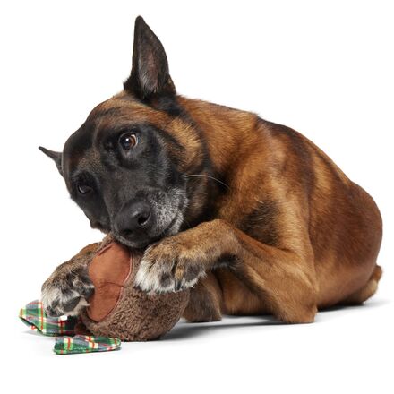 Plaidamoose Super Chewer Durable 2-in-1 Dog Toy - Image 7