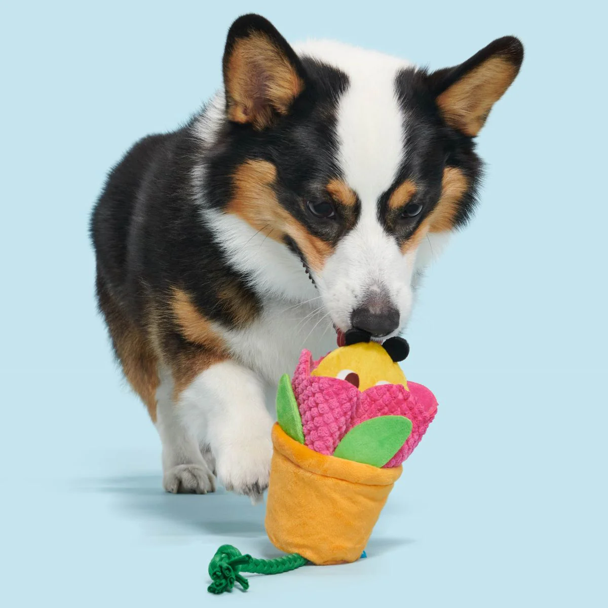 Pollen Nate Plush Tug + Fetch Dog Toy - Image 4