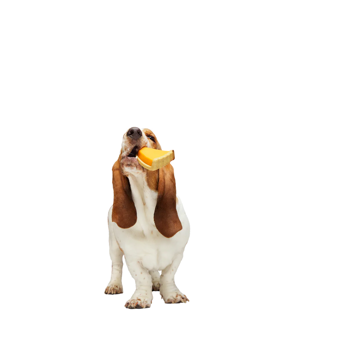 Powered Up Pie Durable Super Chewer Gnaw Dog Toy - Image 3