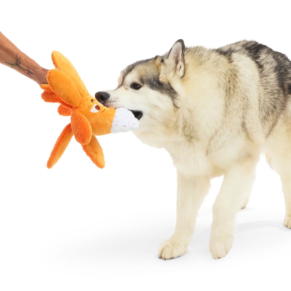 Pumpkin Spice Ollie Plush Tug Dog Toy - Image 5