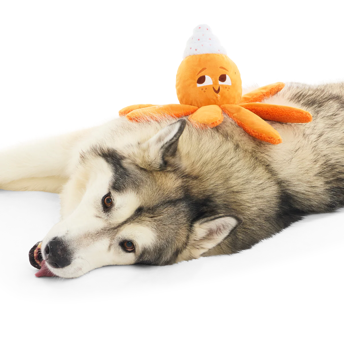 Pumpkin Spice Ollie Plush Tug Dog Toy - Image 6