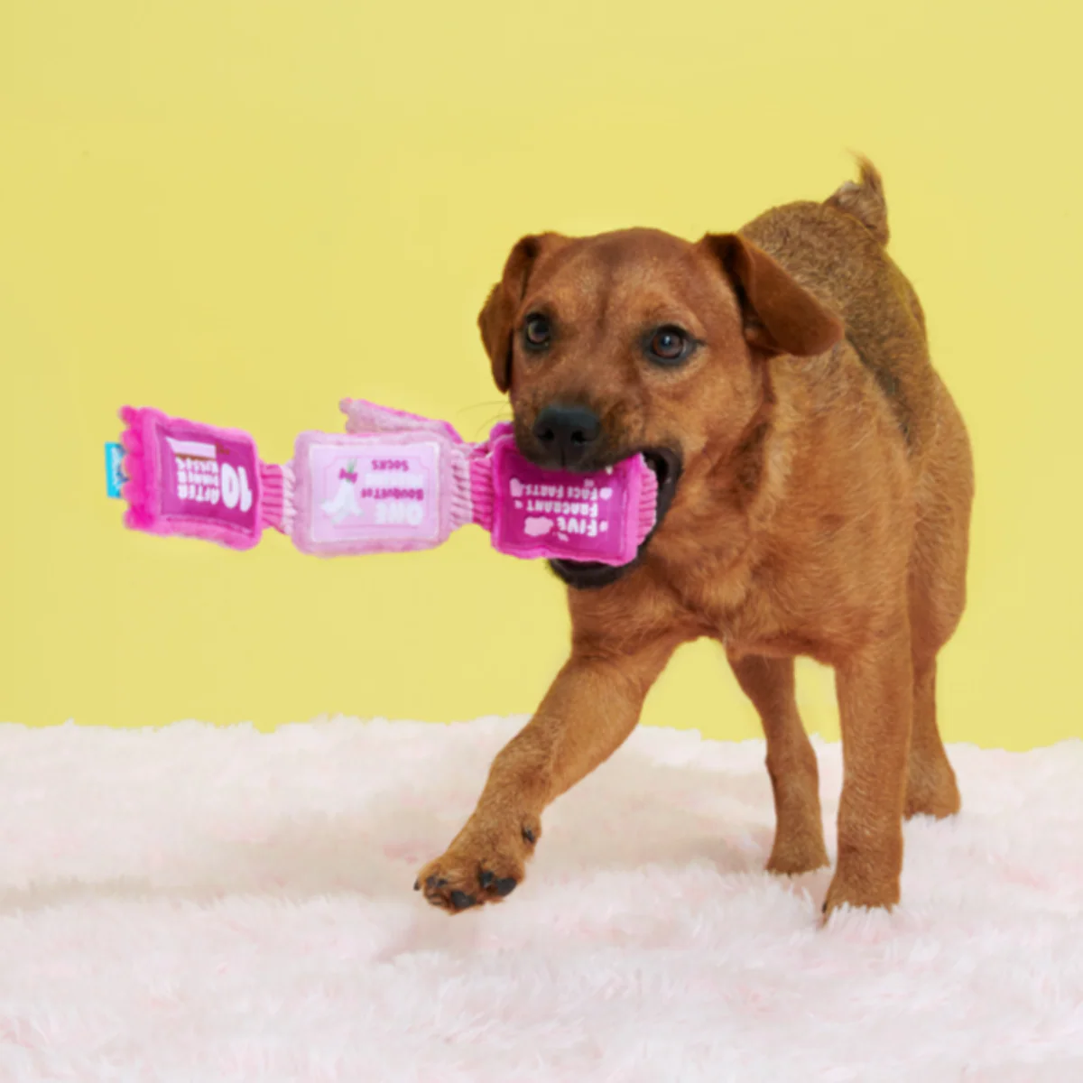 Puppy Love Coupons Plush Tug Dog Toy - Image 2