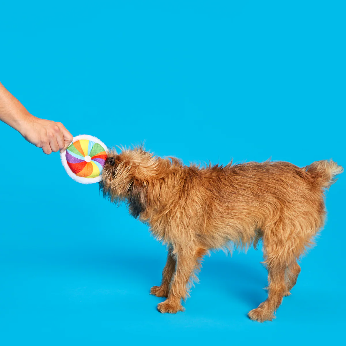 Rainbow-wow Bagel - Image 4