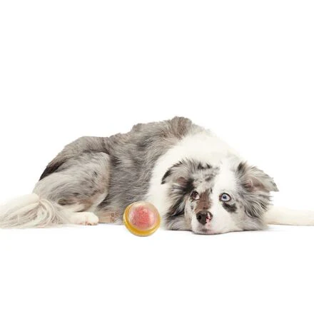 Remembrall™ Durable Super Chewer Fetch Dog Toy - Image 2