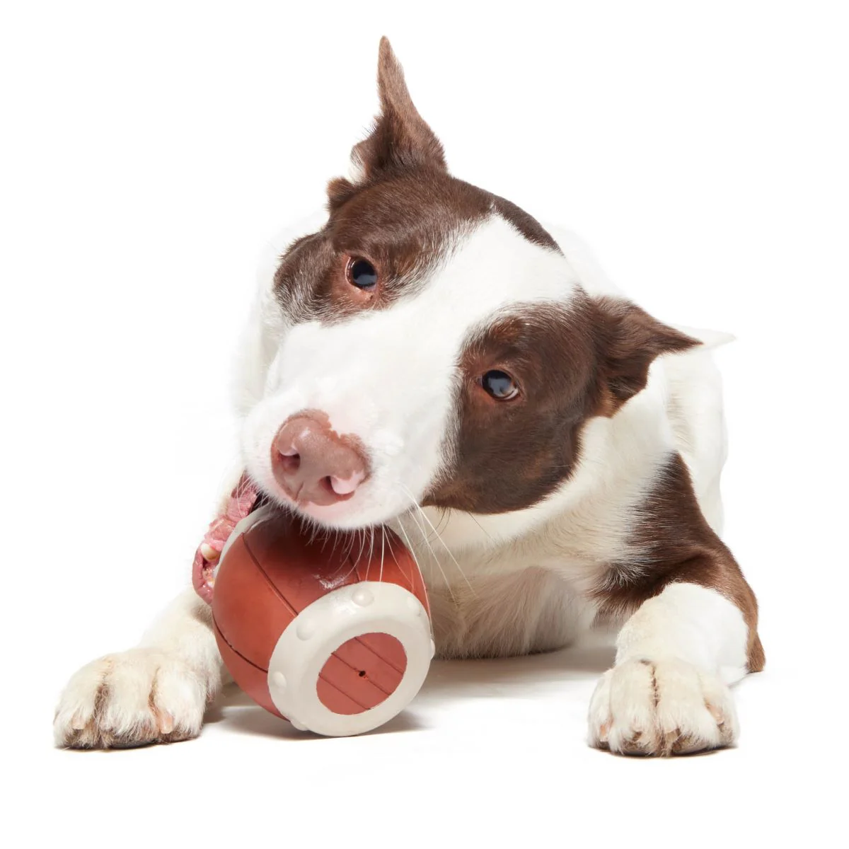Roll Over A Barrel Super Chewer Durable Enrichment Dog Toy - Image 6