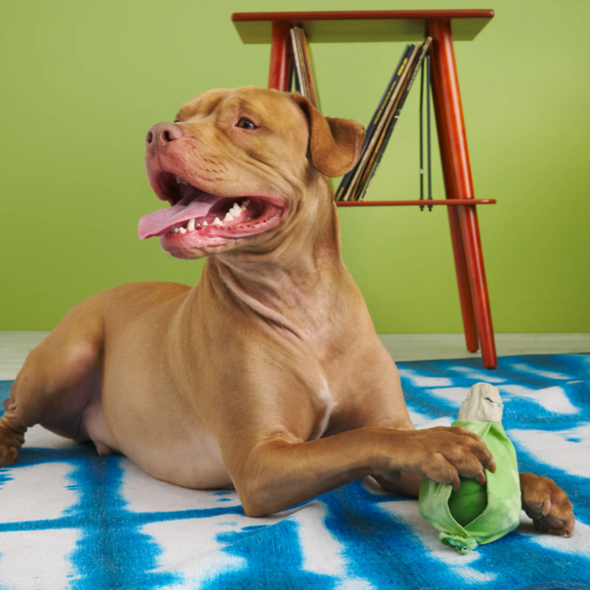 Roll Over Joint Super Chewer Durable 2-in-1 Dog Toy - Image 6