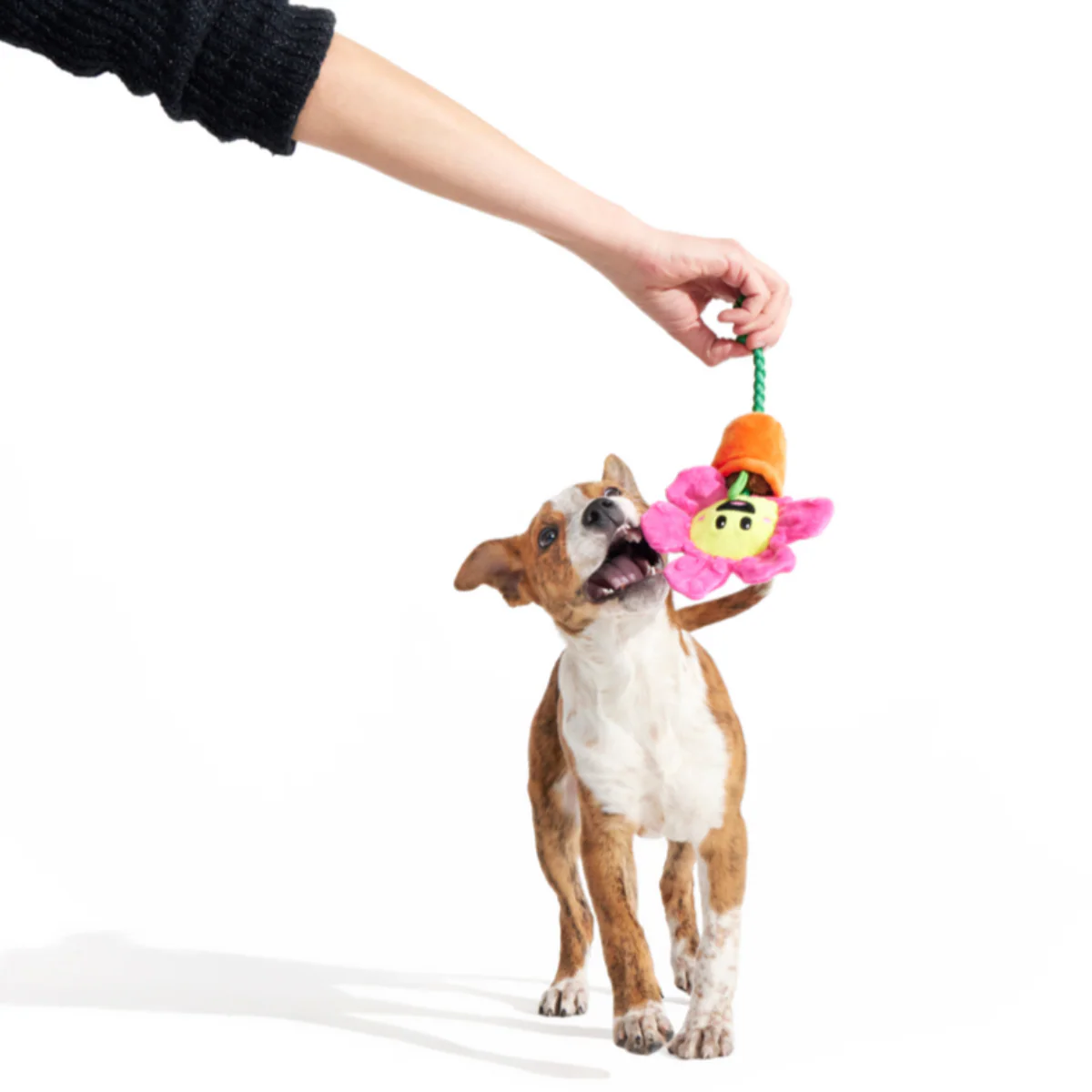 Rose the Daisy Plush Tug Dog Toy - Image 2