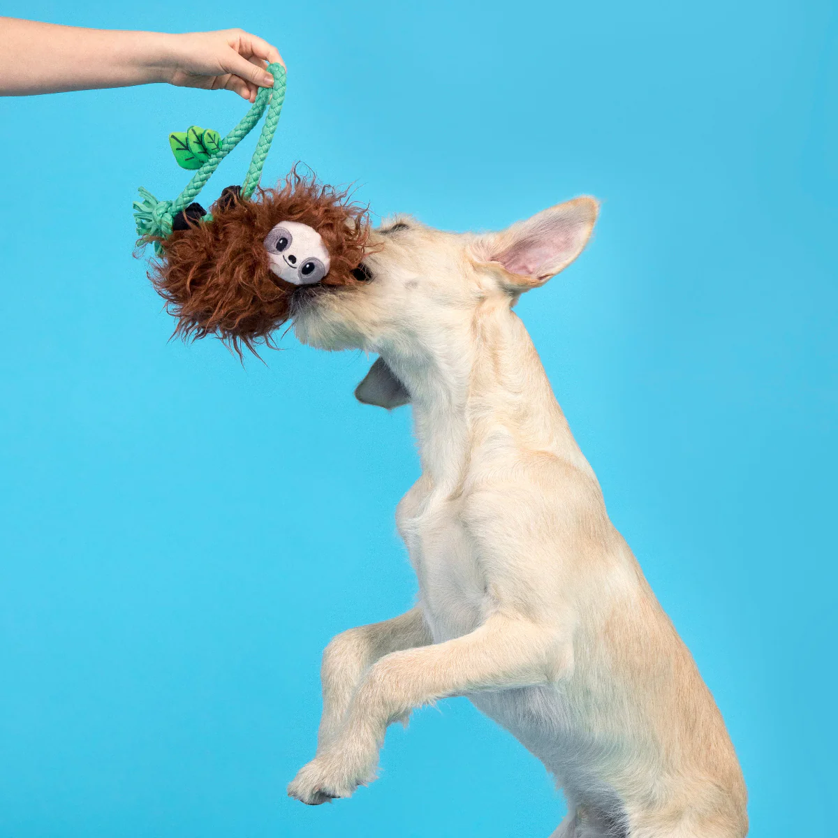 Slo-mo Beau Plush Tug Dog Toy - Image 3