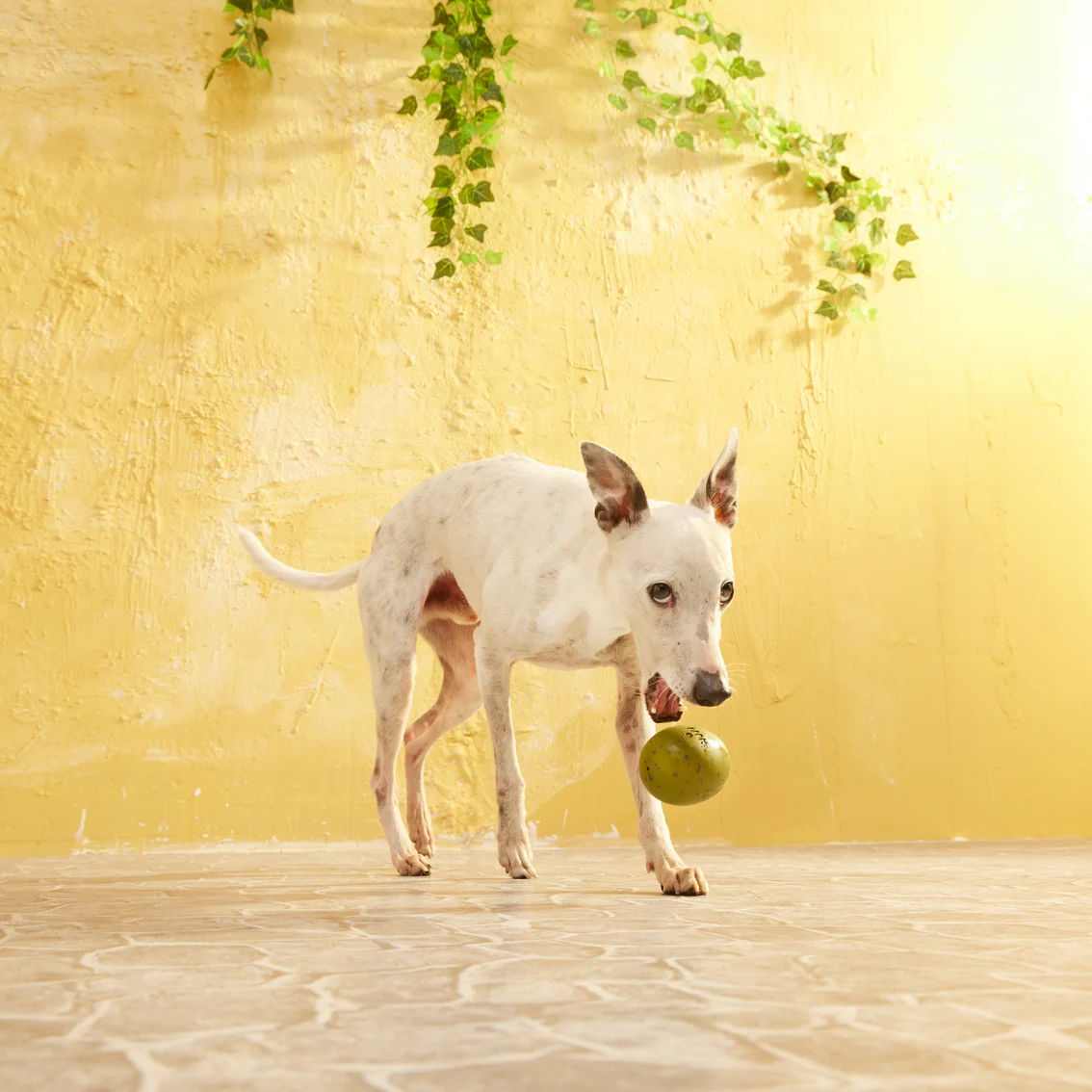 Stuffed Olive - Image 3