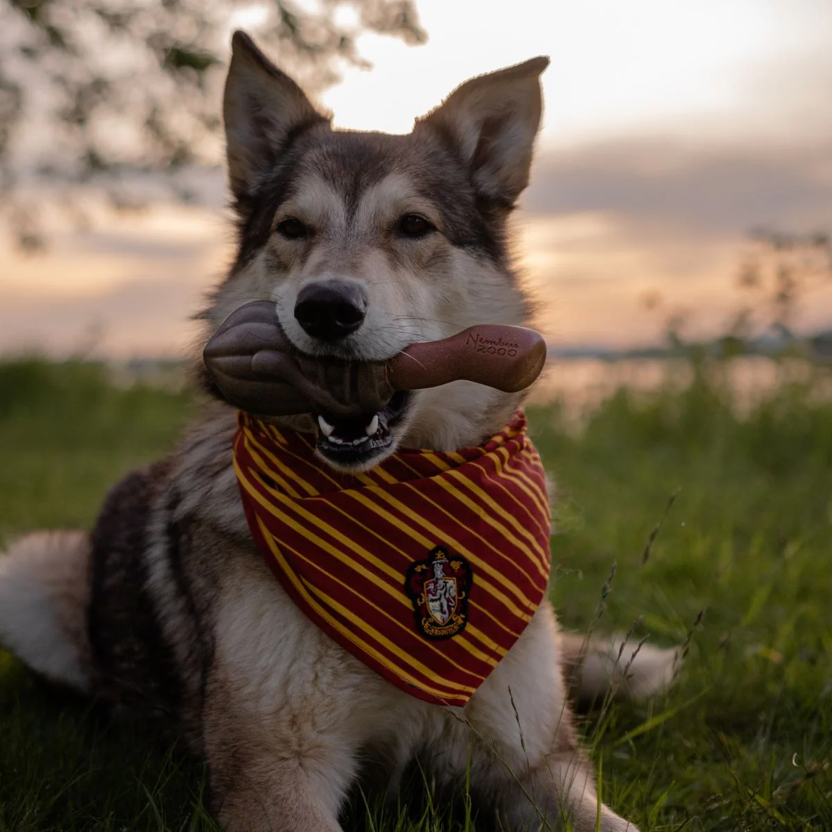 Nimbus 2000™ Durable Super Chewer Tug + Fetch Dog Toy - Image 5