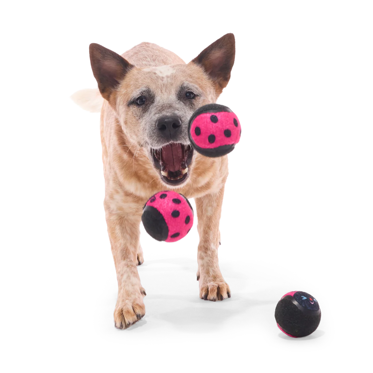 Tennis Ball Club, 3 Squeaky Monthly Tennis Ball Dog Toys - Image 3