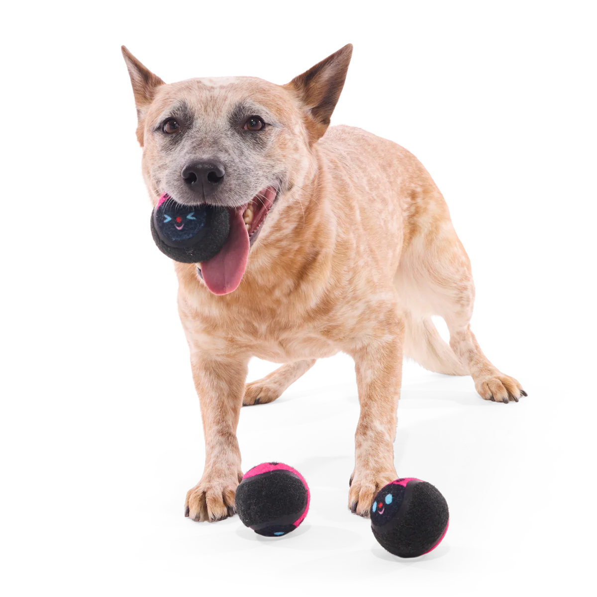 Tennis Ball Club, 3 Squeaky Monthly Tennis Ball Dog Toys - Image 4