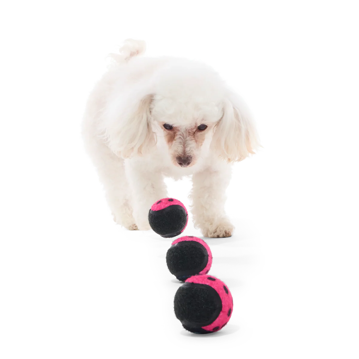 Tennis Ball Club, 3 Squeaky Monthly Tennis Ball Dog Toys - Image 5
