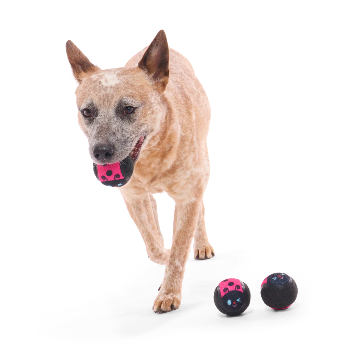 Tennis Ball Club, 3 Squeaky Monthly Tennis Ball Dog Toys - Image 6