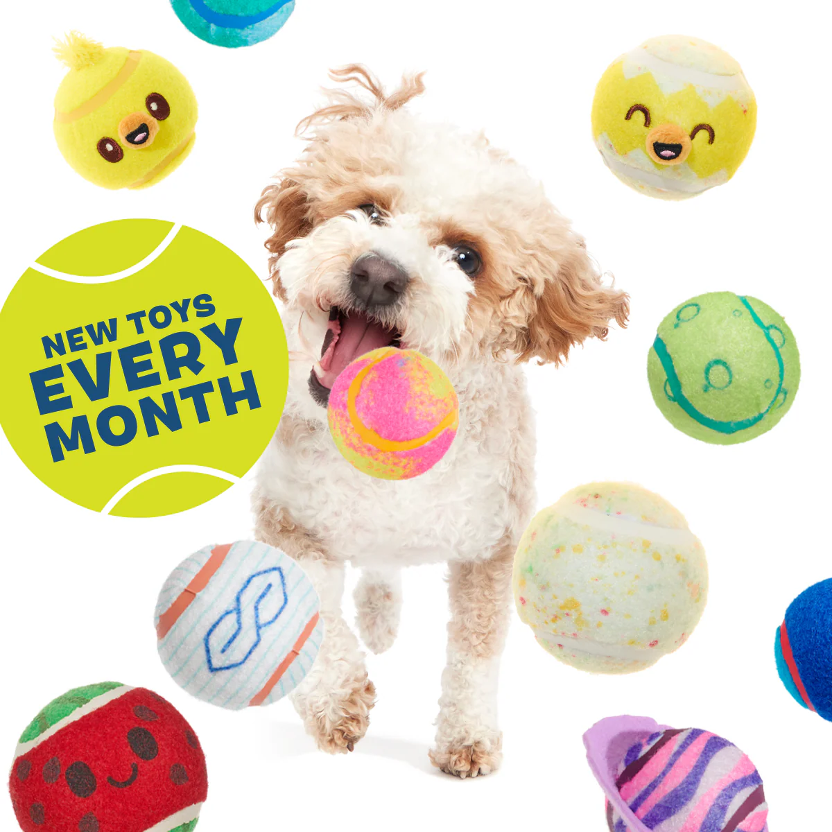 Tennis Ball Club, 3 Squeaky Monthly Tennis Ball Dog Toys - Image 7