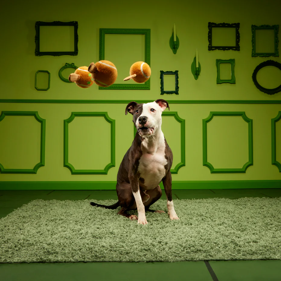 Dandy Apples - Image 2