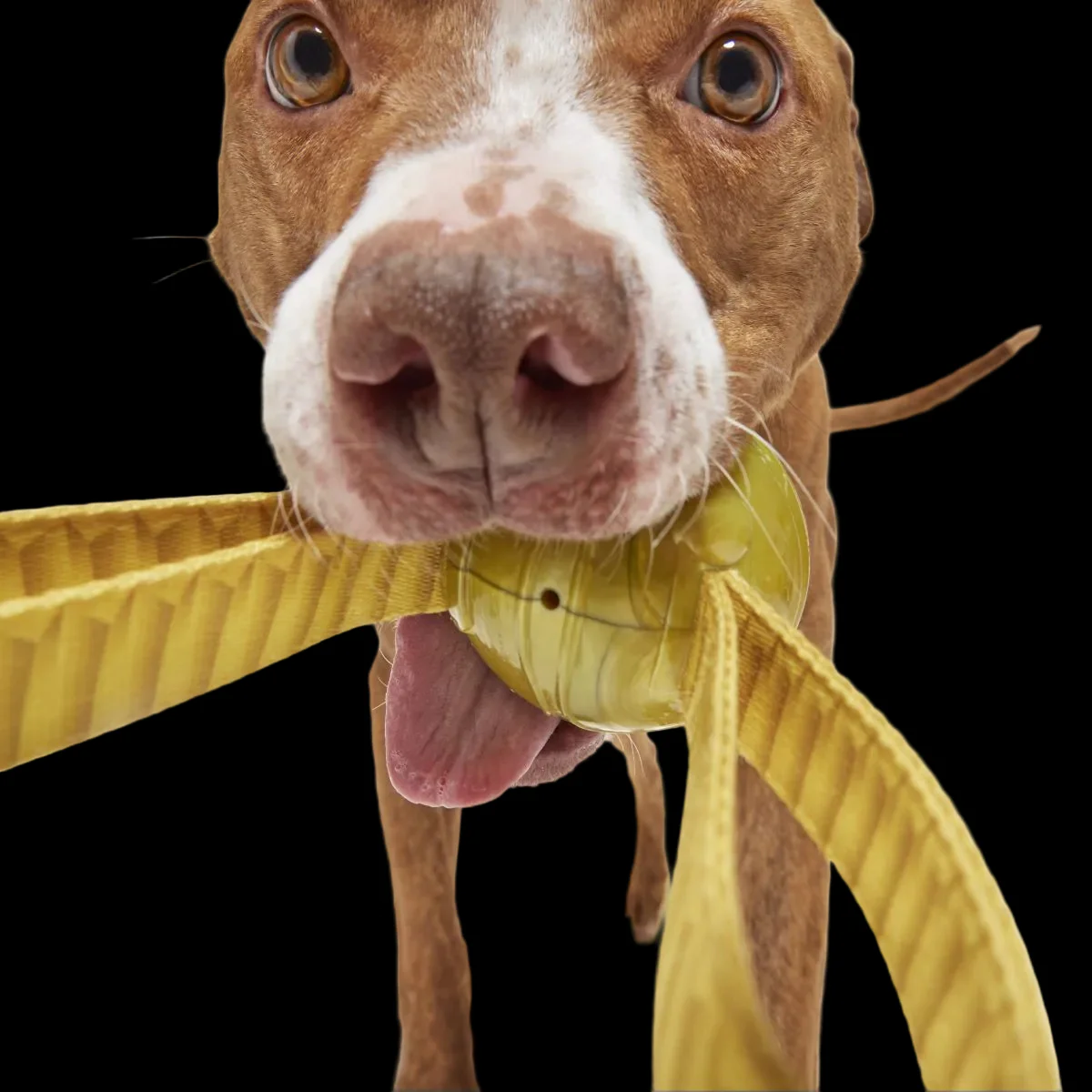 The Golden Snitch™ Durable Super Chewer Tug + Fetch Dog Toy - Image 6