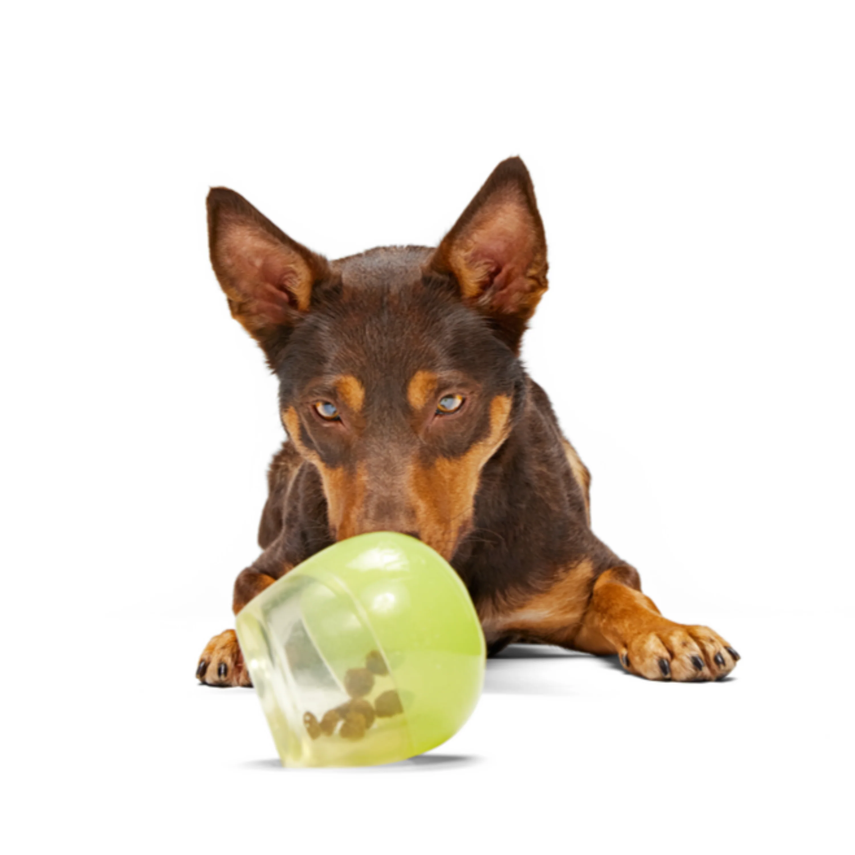 Tipsy Margarita Super Chewer Durable Enrichment Dog Toy - Image 2