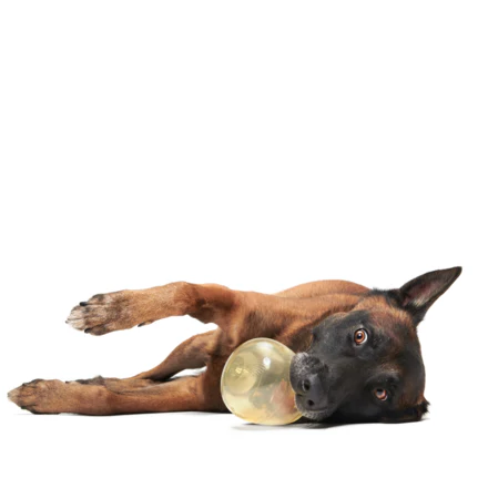 Tipsy Toast Glass Durable Super Chewer Enrichment Dog Toy - Image 5