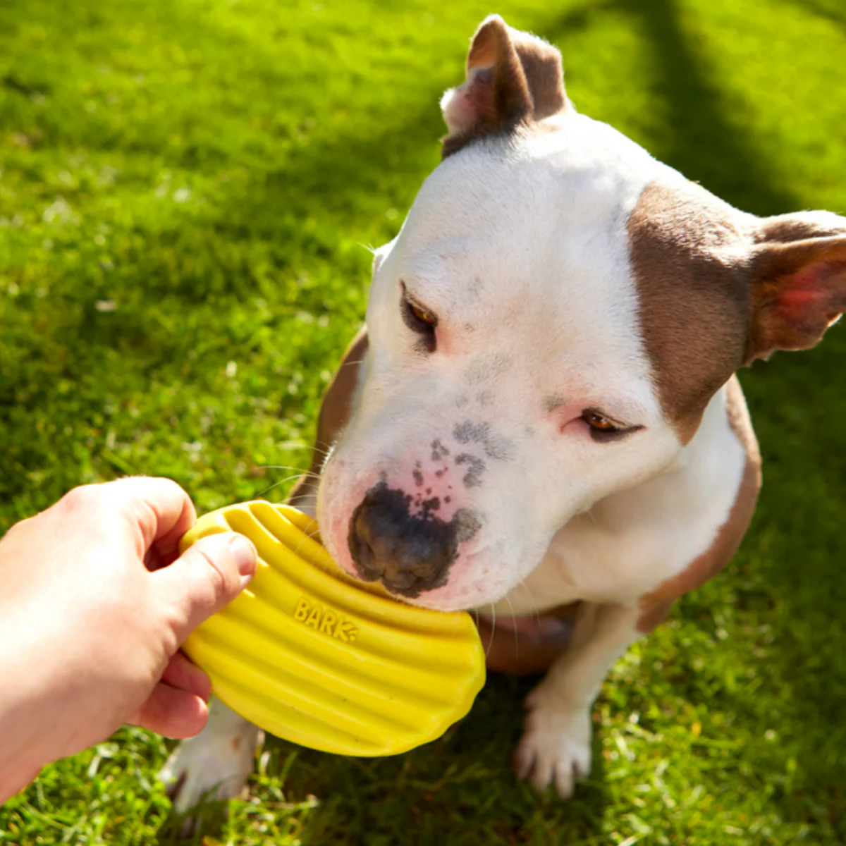 Tuffles Potato Chip Super Chewer Durable Dog Toy - Image 4