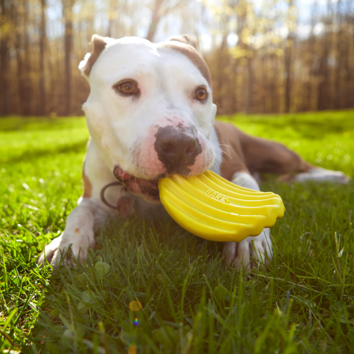Tuffles Potato Chip Super Chewer Durable Dog Toy - Image 5
