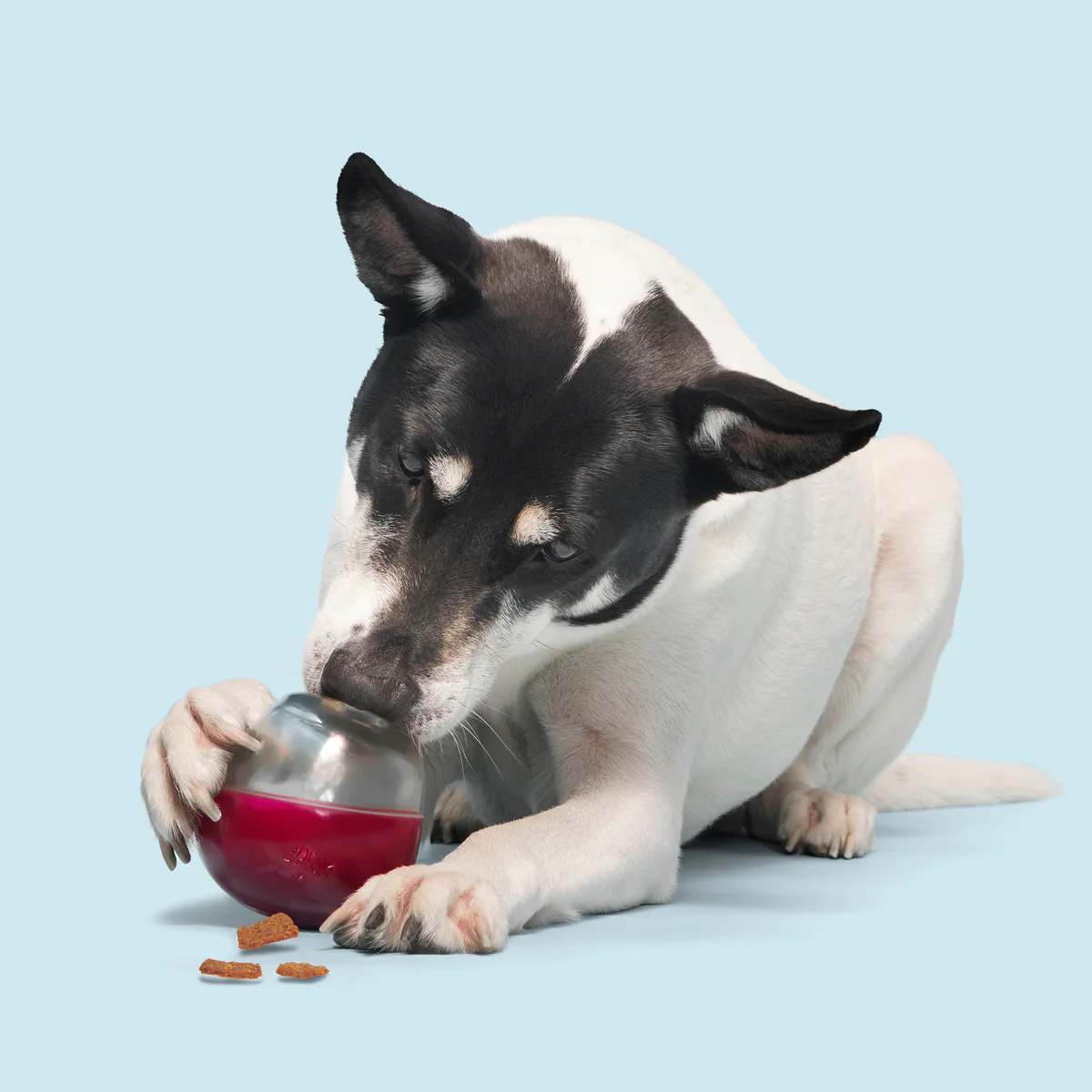 Vino Vidi Vici Durable Super Chewer Dog Toy - Image 4