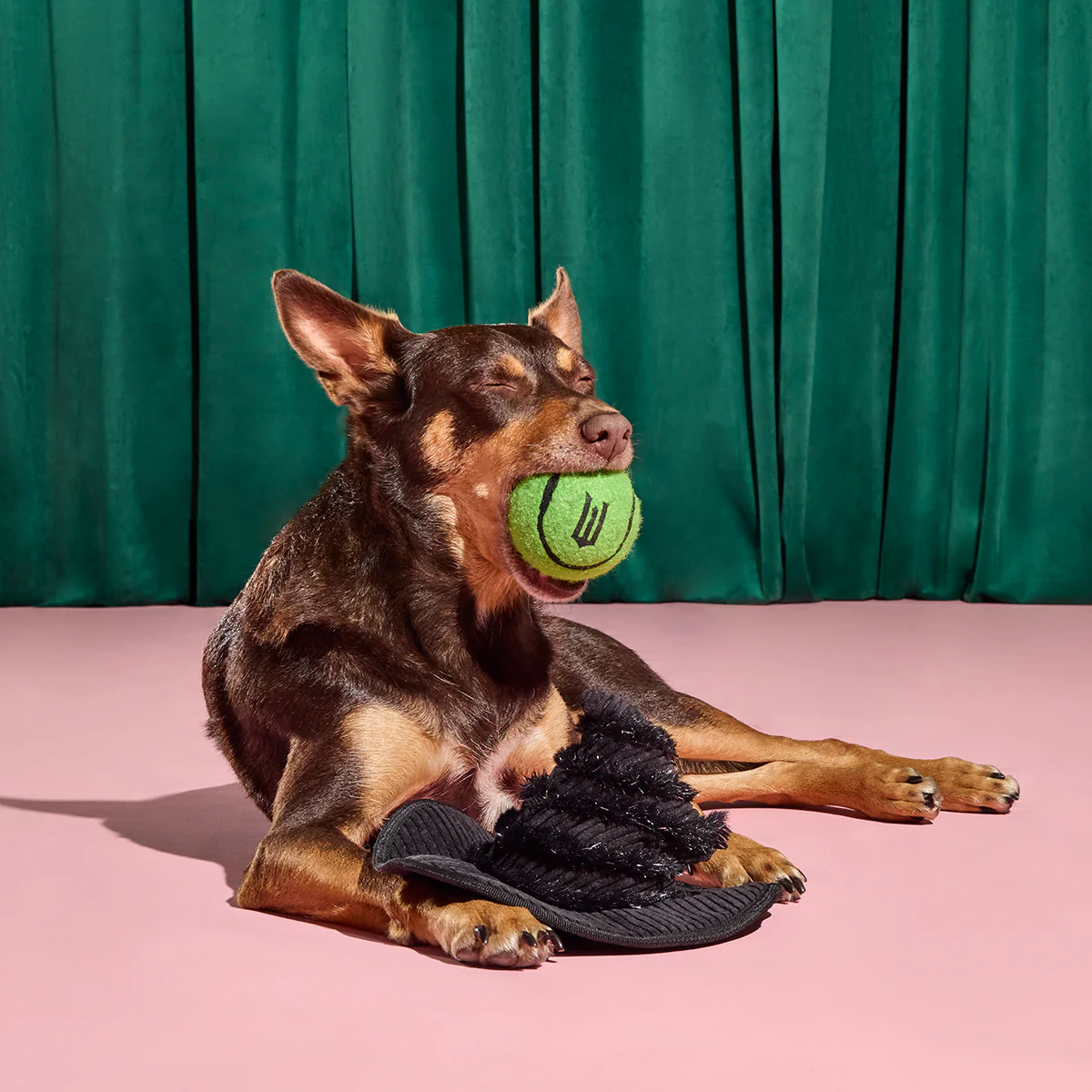 Elphaba's Ozdust Hat Plush 2-in-1 Rip and Reveal + Fetch Dog Toy - Image 3